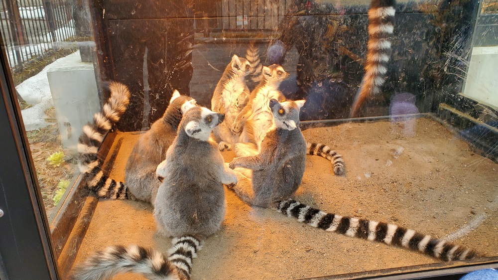 旭山動物園　ワオキツネザル