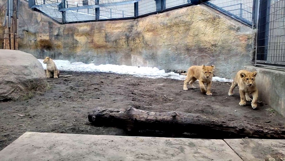 旭山動物園　子ライオン　三つ子　