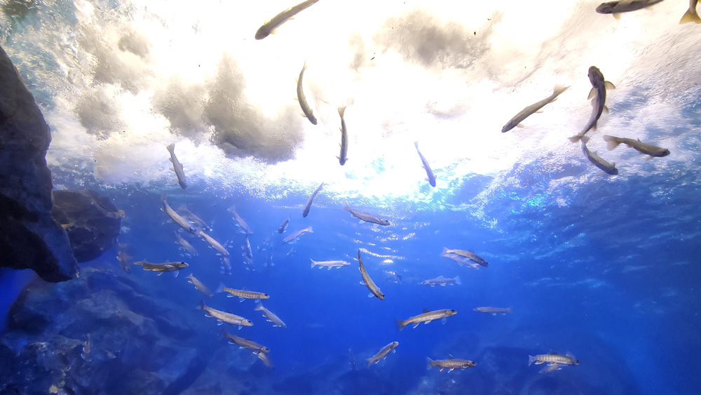 北の大地の水族館